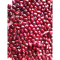 25kgs de qualidade superior para venda Mung Bean